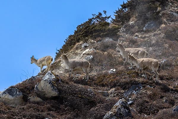 Wild blue sheep seen near Dharmasala Manaslu Circuit Trek in Nepal