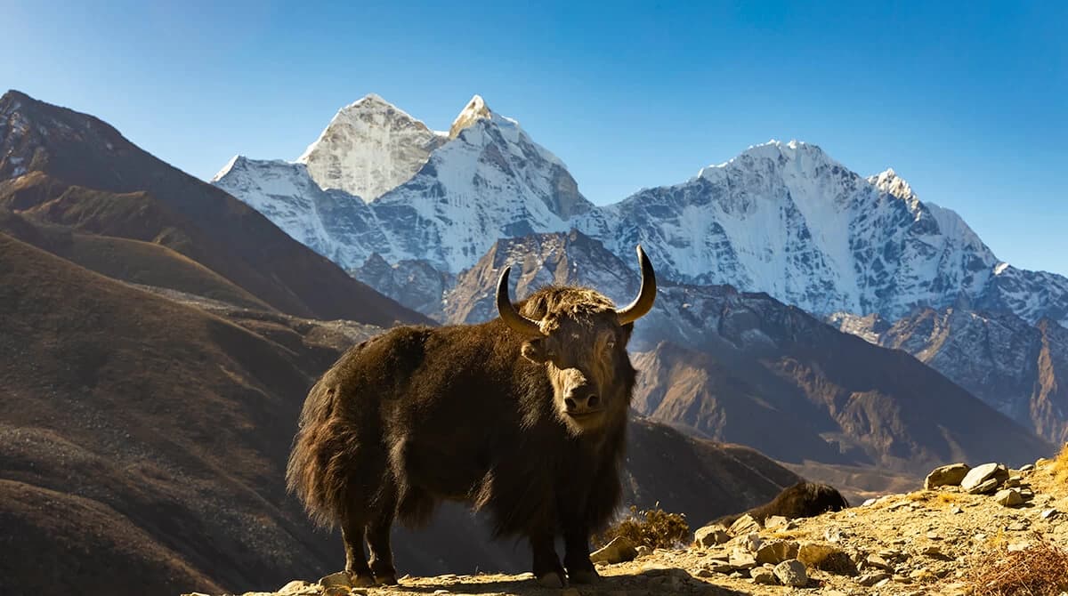 Everest Base Camp Trekking Photo