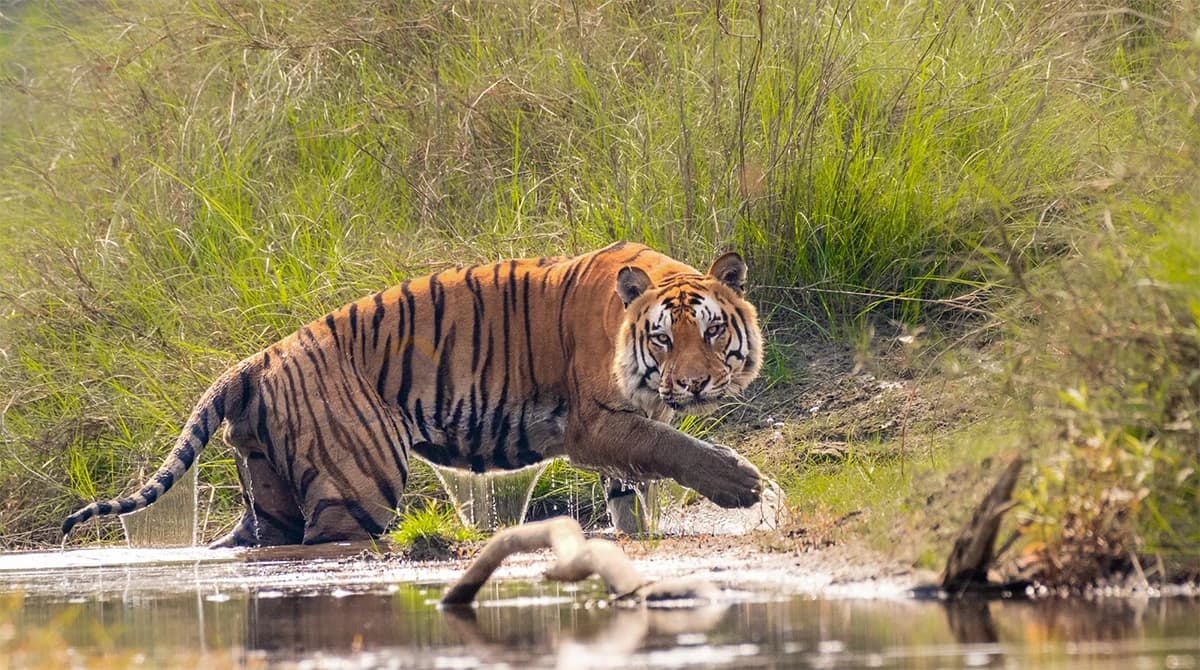 Bengal tiger in Bardiaya national park
