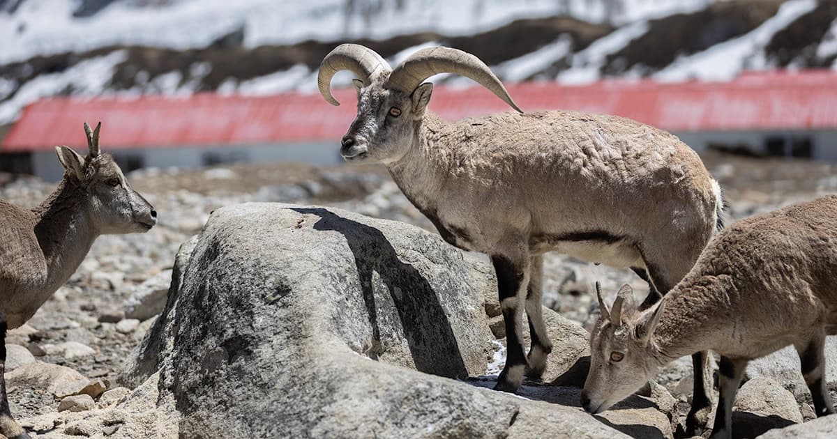 Familiar blue sheep came close to the tea house in Dharmasala of Manaslu Circuit Trek
