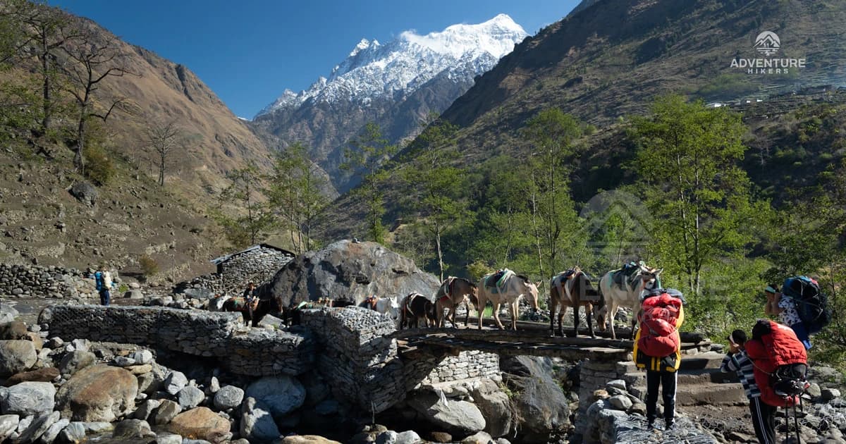 The group of mules crossing the wooden bridge in near Philim Village of Manaslu Circuit Trek