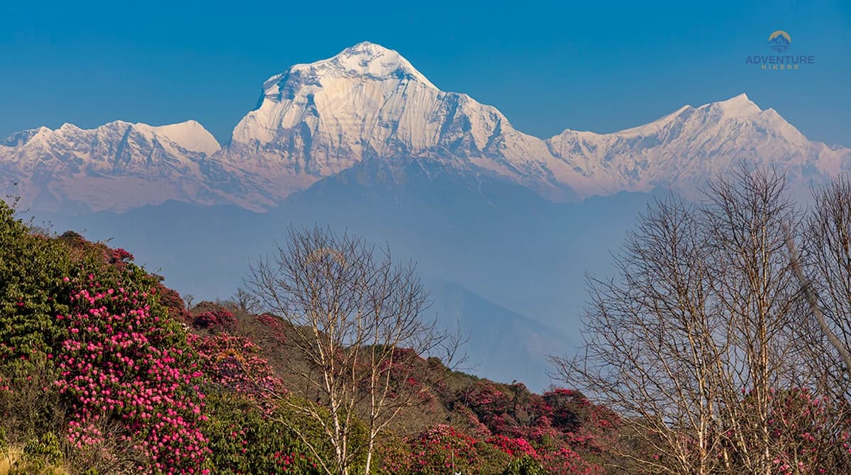 Poon Hill Trekking