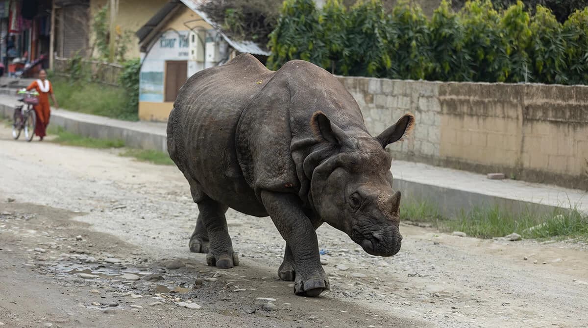 Chitwan Wildlife Tour