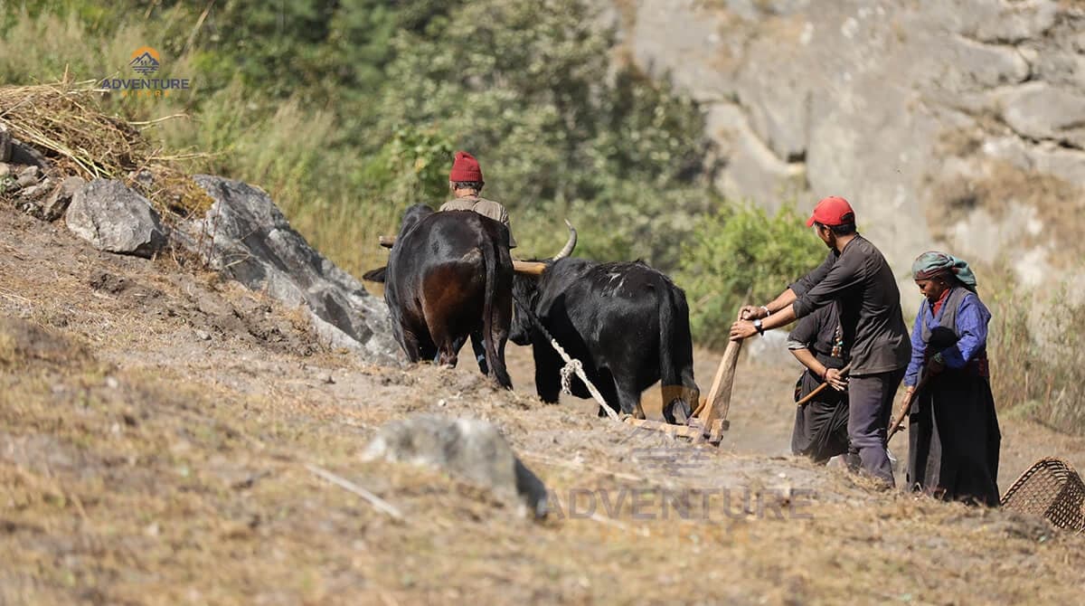 Manaslu Tsum Valley trekking Photo