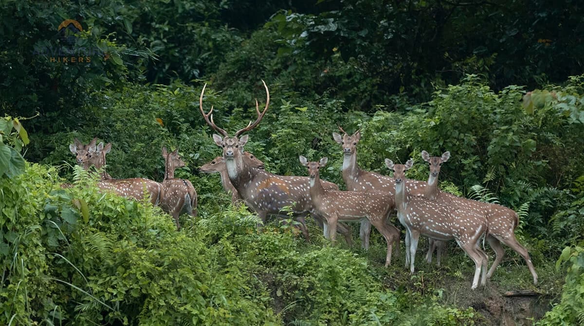 Chitwan Wildlife Tour
