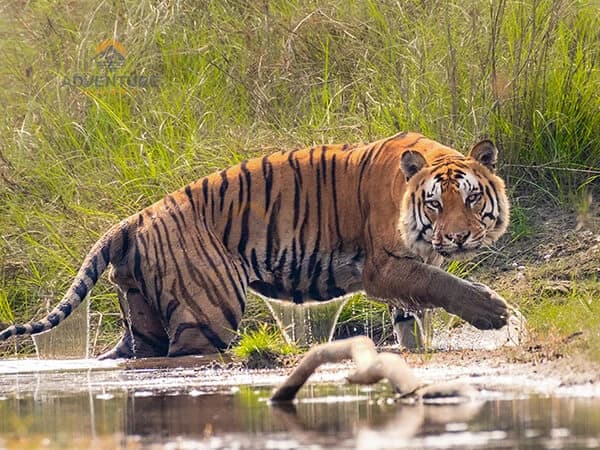 Bardiya National Park Tour