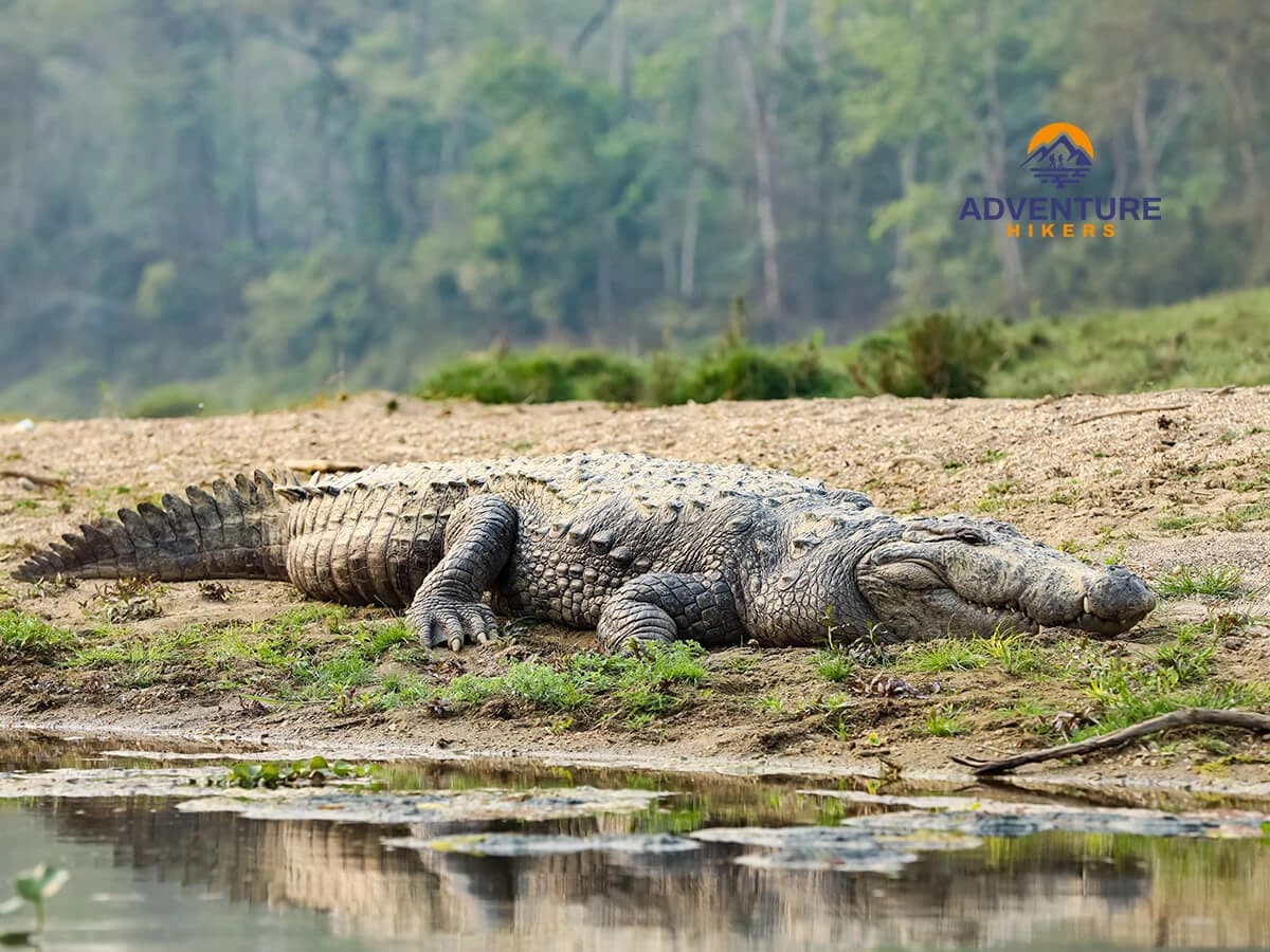 Crocodile