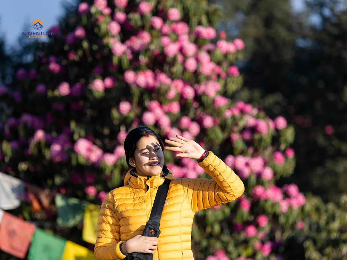 Rhododendron Flowers 1