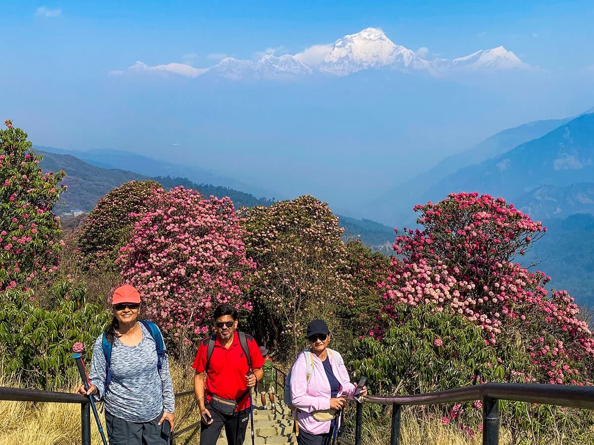Rhododendron Flowers