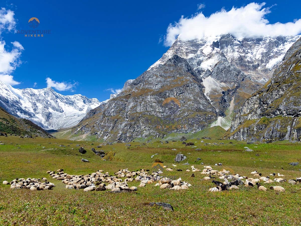 Sheep At Api Base Camp