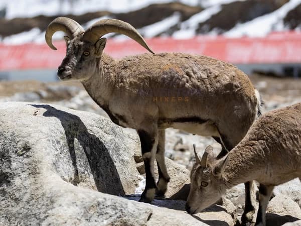 Blue Sheep Eating Salt