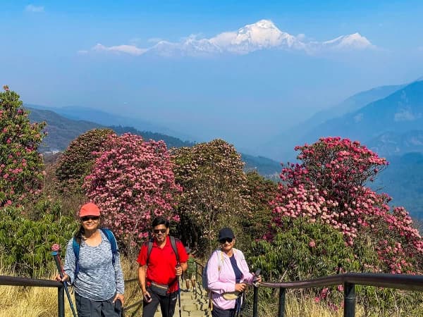 Rhododendron Flowers