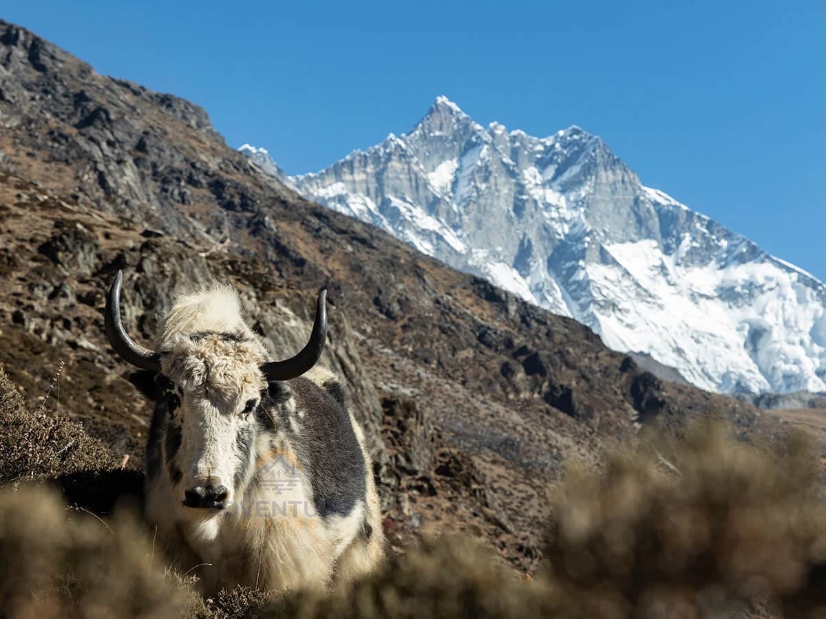 Yak